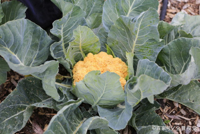 百度爱采购首页 商品专题_花菜绿菜花采收与花椰菜不同,绿菜花主茎